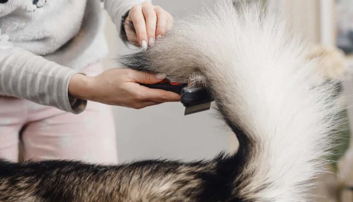 best pet hair removal tools