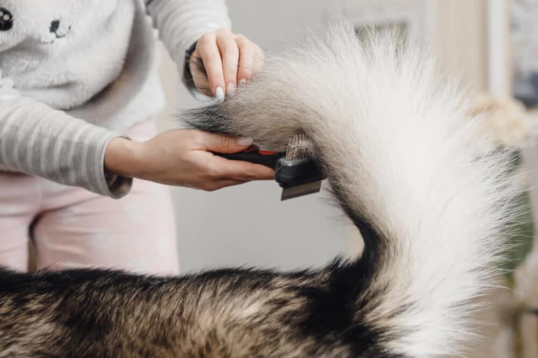 Best Pet Hair Removal Tools For 2024 (Reviews & Ratings)