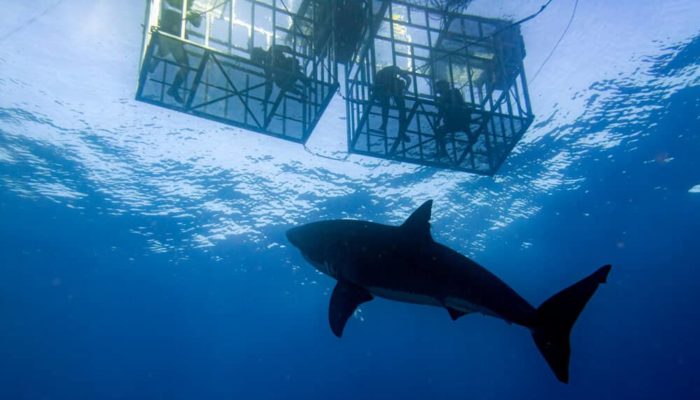 best shark cage diving